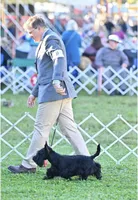 Adelaide, a female Scottish Terrier for sale in Halfmoon, NY – Photo 7 of 7