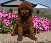Lainey , a female Irish Doodle for sale in Nappanee, IN – 1 of 8