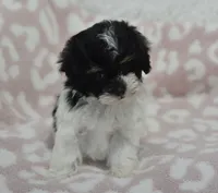 Alyssa , a female Maltipoo for sale in Nappanee, IN – 3 of 7