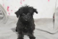 Jet T-cup, a male Maltipoo for sale in Nappanee, IN – 5 of 10