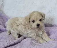 Ash , a male Maltipoo for sale in Nappanee, IN – 3 of 5