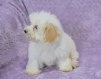 Abby , a female Maltipoo for sale in Nappanee, IN – 8 of 10