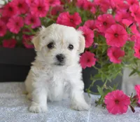 Joy T-cup, a female Maltipoo for sale in Nappanee, IN – 7 of 8