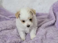 Sycamore, a male Maltipoo for sale in Nappanee, IN – 3 of 6