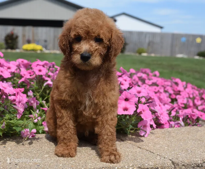 Lola  – Irish Doodle puppy for sale in Nappanee, IN