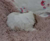 Glenda , a female Irish Doodle for sale in Nappanee, IN – Photo 5 of 7