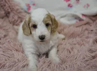 Glenda , a female Irish Doodle for sale in Nappanee, IN – Photo 1 of 7