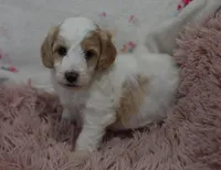 Glenda , a female Irish Doodle for sale in Nappanee, IN – Photo 4 of 7