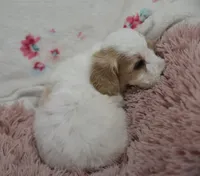 Glenda , a female Irish Doodle for sale in Nappanee, IN – Photo 6 of 7