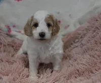 Glenda , a female Irish Doodle for sale in Nappanee, IN – Photo 2 of 7