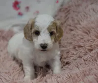 Glenda , a female Irish Doodle for sale in Nappanee, IN – Photo 7 of 7