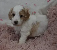 Glenda , a female Irish Doodle for sale in Nappanee, IN – Photo 3 of 7