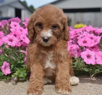 Livy , a female Irish Doodle for sale in Nappanee, IN – 3 of 4
