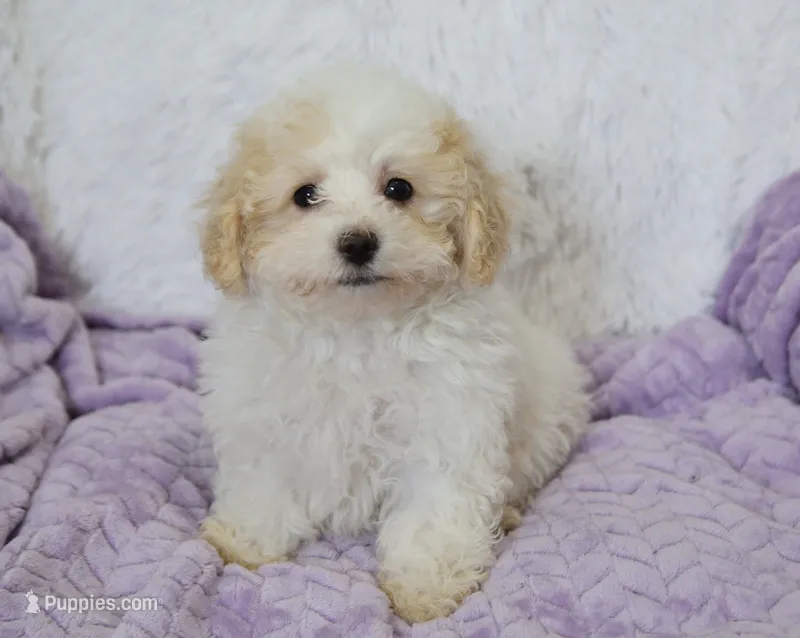 Arlo  – Maltipoo puppy for sale in Nappanee, IN