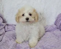 Arlo , a male Maltipoo for sale in Nappanee, IN – 2 of 8