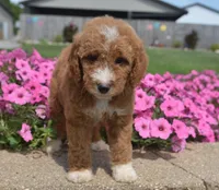 Lincoln , a male Irish Doodle for sale in Nappanee, IN – 3 of 6