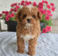 Paisley, a female Maltipoo for sale in Nappanee, IN – 4 of 10