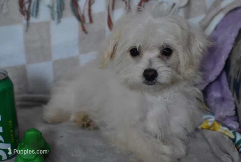 Jakey  – Maltipoo puppy for sale in Nappanee, IN