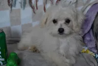 Jakey , a male Maltipoo for sale in Nappanee, IN – 1 of 6