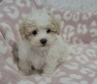 Arlo , a male Maltipoo for sale in Nappanee, IN – 4 of 5