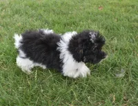 Alexis , a female Maltipoo for sale in Nappanee, IN – 7 of 10