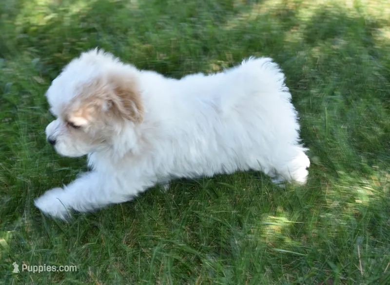 Sycamore – Maltipoo puppy for sale in Nappanee, IN