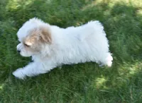 Sycamore, a male Maltipoo for sale in Nappanee, IN – 2 of 9
