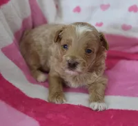 Joshua , a male Maltipoo for sale in Nappanee, IN – Photo 1 of 5
