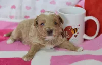 Joshua , a male Maltipoo for sale in Nappanee, IN – Photo 3 of 5