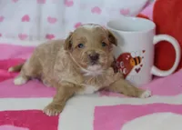 Joshua , a male Maltipoo for sale in Nappanee, IN – Photo 5 of 5