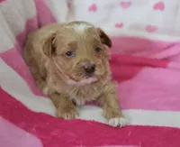Joshua , a male Maltipoo for sale in Nappanee, IN – Photo 2 of 5