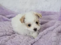 Sycamore, a male Maltipoo for sale in Nappanee, IN – 2 of 6