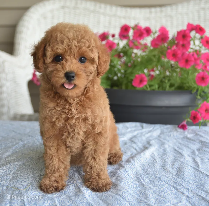 Paris  – Maltipoo puppy for sale in Nappanee, IN