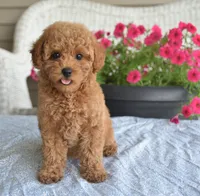 Paris , a female Maltipoo for sale in Nappanee, IN – 1 of 6