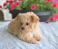 Dakota, a male Maltipoo for sale in Nappanee, IN – 8 of 10