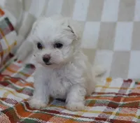 Charlie , a male Maltipoo for sale in Nappanee, IN – 2 of 4