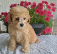 Preston , a male Maltipoo for sale in Nappanee, IN – 3 of 4