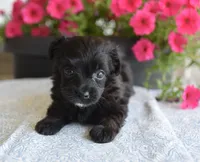 Jet T-cup, a male Maltipoo for sale in Nappanee, IN – 2 of 5