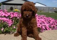 Lainey , a female Irish Doodle for sale in Nappanee, IN – 4 of 8