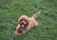 Betsy , a female Maltipoo for sale in Nappanee, IN – 9 of 10