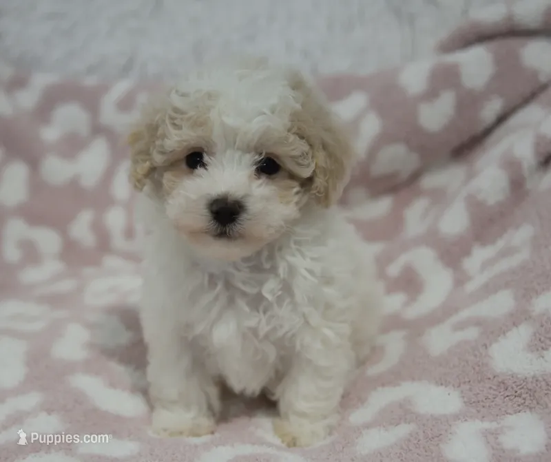 Arlo  – Maltipoo puppy for sale in Nappanee, IN