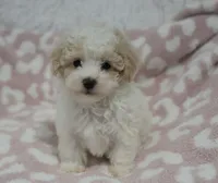 Arlo , a male Maltipoo for sale in Nappanee, IN – 1 of 5