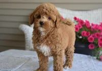 Betsy , a female Maltipoo for sale in Nappanee, IN – 6 of 7