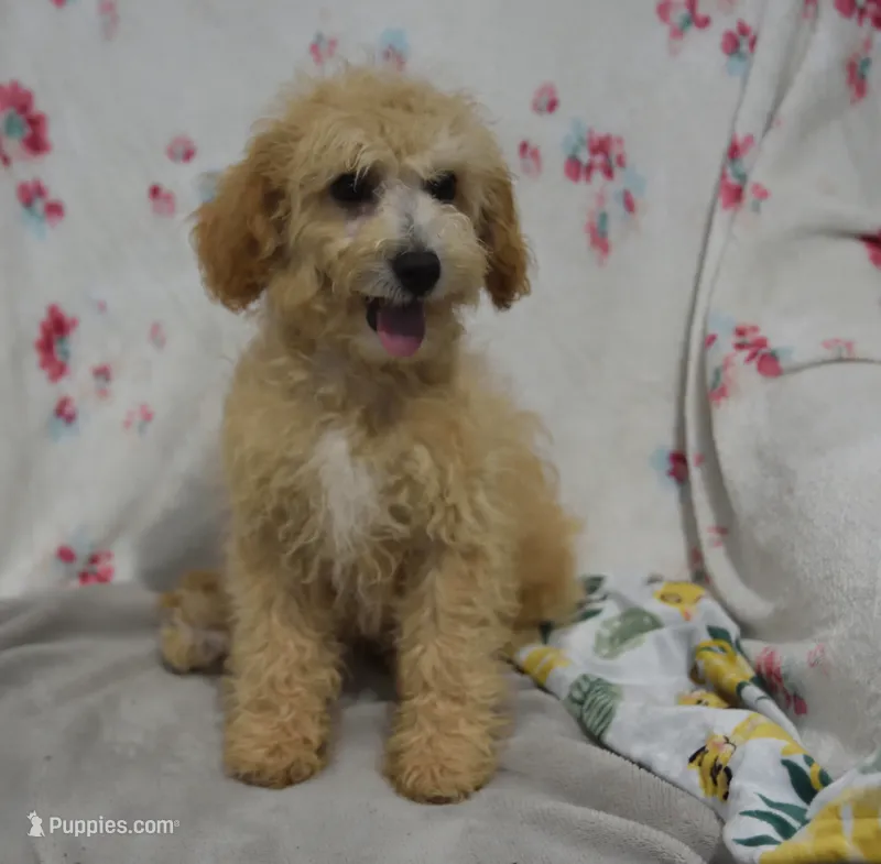 Preston  – Maltipoo puppy for sale in Nappanee, IN