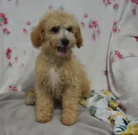 Preston , a male Maltipoo for sale in Nappanee, IN – 1 of 10