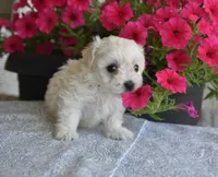 Joy T-cup, a female Maltipoo for sale in Nappanee, IN – 6 of 8
