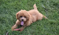 Betsy , a female Maltipoo for sale in Nappanee, IN – 10 of 10