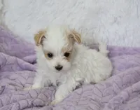 Sycamore, a male Maltipoo for sale in Nappanee, IN – 6 of 6