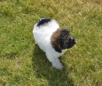 Madison , a male Poodle - Toy  for sale in Nappanee, IN – 10 of 10