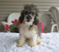 Mikey , a male Poodle - Toy  for sale in Nappanee, IN – 7 of 9